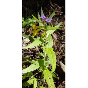 Melampyrum delphinense Beauverd (Mélampyre du Dauphiné)