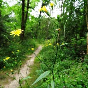 Photographie n°2093051 du taxon Hieracium laevigatum Willd. [1803]