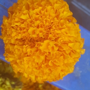 Photographie n°2093069 du taxon Tagetes erecta L. [1753]