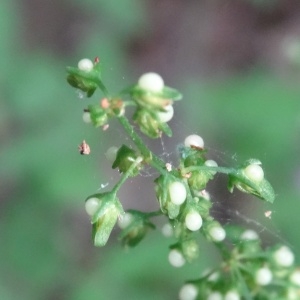 Photographie n°2093101 du taxon Rumex sanguineus L. [1753]