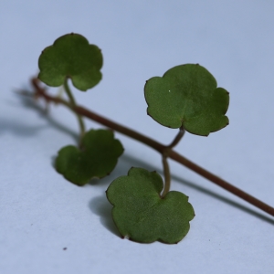  - Cymbalaria muralis f. muralis