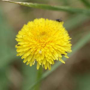 Photographie n°2093135 du taxon Taraxacum officinale Weber [1780]