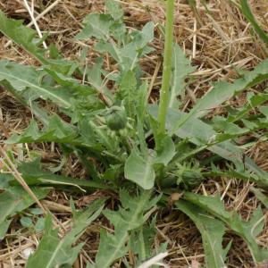 Photographie n°2093137 du taxon Taraxacum officinale Weber [1780]