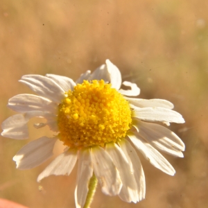 Photographie n°2093167 du taxon Anacyclus clavatus (Desf.) Pers. [1807]