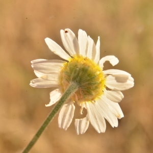 Photographie n°2093168 du taxon Anacyclus clavatus (Desf.) Pers. [1807]