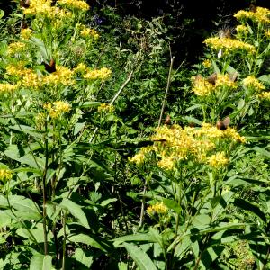 Photographie n°2093170 du taxon Senecio ovatus (P.Gaertn., B.Mey. & Scherb.) Willd. [1803]