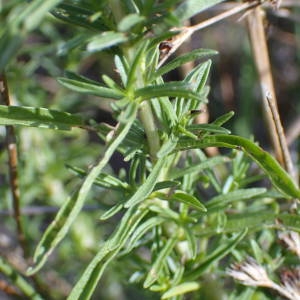 Photographie n°2093244 du taxon Mentha cervina L. [1753]