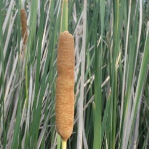 Photographie n°2093253 du taxon Typha domingensis (Pers.) Steud. [1821]