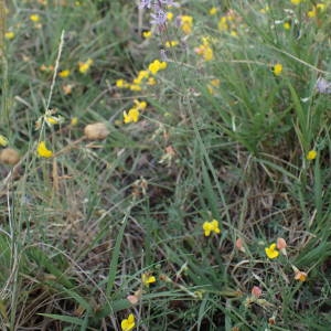 Photographie n°2093257 du taxon Prospero autumnale (L.) Speta [1982]