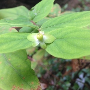 Photographie n°2093276 du taxon Hypericum androsaemum L.