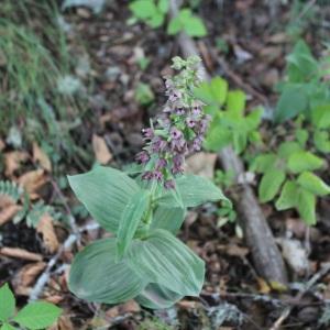 Photographie n°2093280 du taxon Epipactis helleborine (L.) Crantz [1769]