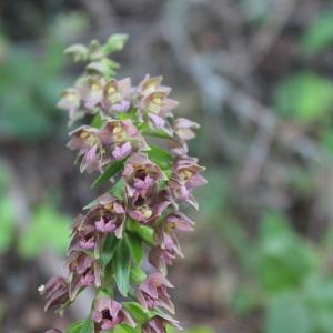 Photographie n°2093281 du taxon Epipactis helleborine (L.) Crantz [1769]