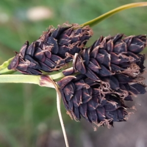 Photographie n°2093285 du taxon Carex L. [1753]