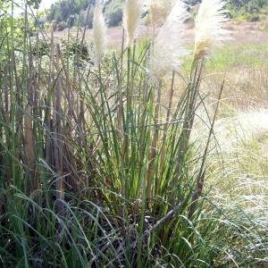 Photographie n°2093300 du taxon Cortaderia selloana (Schult. & Schult.f.) Asch. & Graebn. [1900]