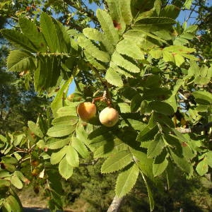 Photographie n°2093312 du taxon Sorbus domestica L. [1753]