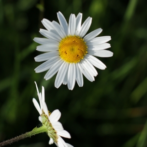 Photographie n°2093371 du taxon Leucanthemum vulgare Lam. [1779]