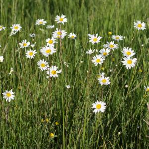 Photographie n°2093372 du taxon Leucanthemum vulgare Lam. [1779]