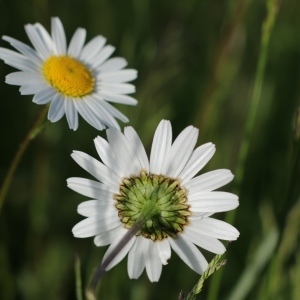 Photographie n°2093373 du taxon Leucanthemum vulgare Lam. [1779]