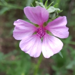 Photographie n°2093387 du taxon Althaea cannabina L. [1753]