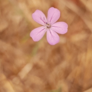 Photographie n°2093388 du taxon Petrorhagia prolifera (L.) P.W.Ball & Heywood [1964]