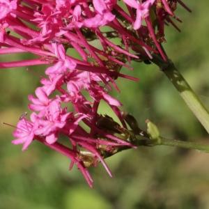Photographie n°2093402 du taxon Centranthus ruber subsp. ruber