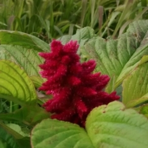 Photographie n°2093421 du taxon Amaranthus caudatus L. [1753]