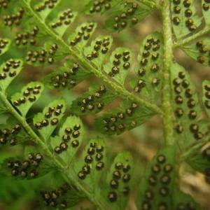 Photographie n°2093431 du taxon Polystichum setiferum (Forssk.) T.Moore ex Woyn. [1913]