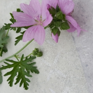 Photographie n°2093452 du taxon Malva moschata L. [1753]