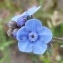  Sarah DECHAMPS - Anchusa officinalis L. [1753]