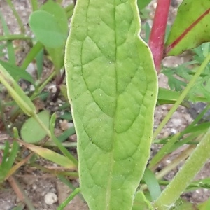 Photographie n°2093474 du taxon Anchusa officinalis L. [1753]