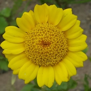 Photographie n°2093479 du taxon Glebionis segetum (L.) Fourr. [1869]