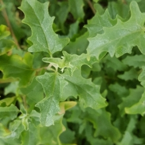 Photographie n°2093491 du taxon Atriplex rosea L. [1763]