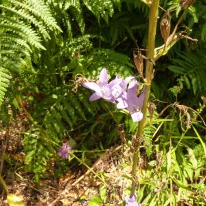 Photographie n°2093517 du taxon Campanula rapunculus L. [1753]