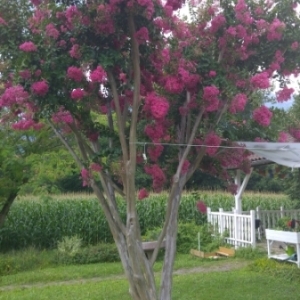 Photographie n°2093522 du taxon Lagerstroemia indica L. [1759]