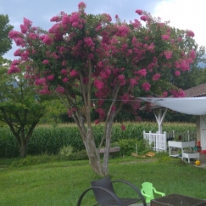 Photographie n°2093524 du taxon Lagerstroemia indica L. [1759]