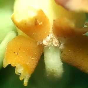 Photographie n°2093554 du taxon Euphorbia paralias L. [1753]