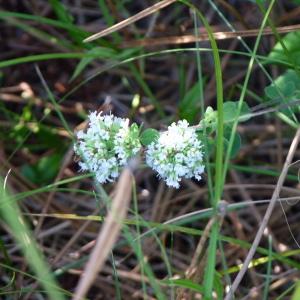 Photographie n°2093560 du taxon Origanum vulgare L. [1753]