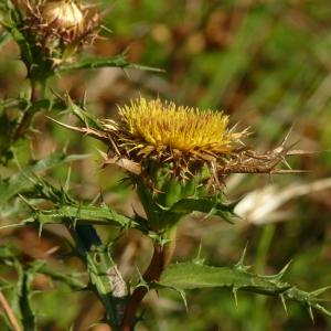 Photographie n°2093573 du taxon Carlina corymbosa L. [1753]