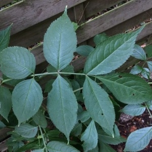 Photographie n°2093635 du taxon Sambucus nigra L. [1753]