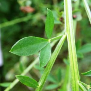 Photographie n°2093641 du taxon Cytisus scoparius (L.) Link [1822]