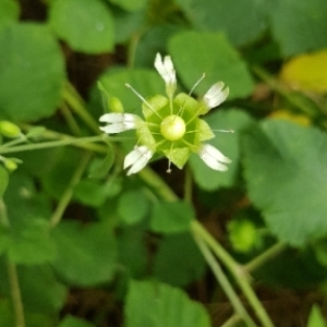 Photographie n°2093648 du taxon Silene baccifera (L.) Roth