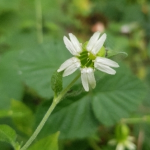 Photographie n°2093649 du taxon Silene baccifera (L.) Roth