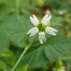 Photographie n°2093650 du taxon Silene baccifera (L.) Roth