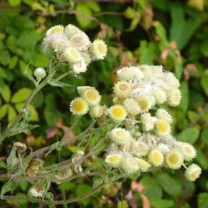 Photographie n°2093657 du taxon Helichrysum foetidum (L.) Moench [1794]