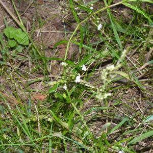 Photographie n°2093664 du taxon Veronica scutellata L. [1753]