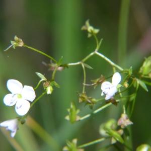 Photographie n°2093665 du taxon Veronica scutellata L. [1753]