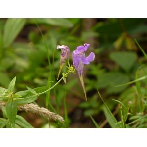 Linaria triornithophora (L.) Cav.