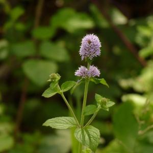 Photographie n°2093670 du taxon Mentha aquatica L. [1753]