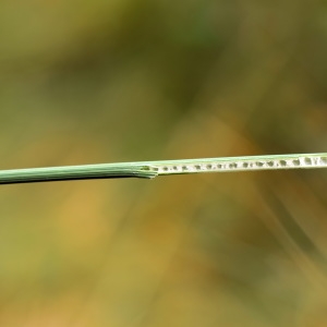 Photographie n°2093734 du taxon Juncus inflexus L. [1753]
