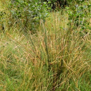 Photographie n°2093735 du taxon Juncus inflexus L. [1753]